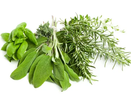 Cooking with Fresh Herbs